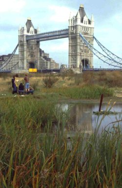 Ecological Parks Trust site by Tower Bridge